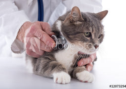 Cat Health/Care