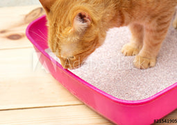 Cat Litter