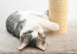 Cat Scratching Post