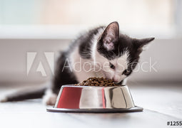 Cat Bowl