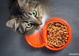 Cat Feed
