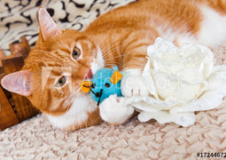 Cat Toys