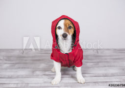 Dog Coat