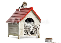 Dog Kennel / Bowls