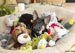 Dog Toys