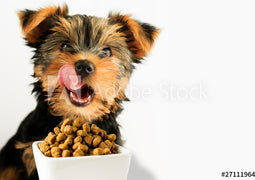 Dry Dog Food