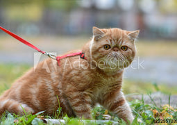 Cat Collar