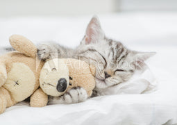 Cat Bed