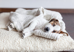 Dog Beds