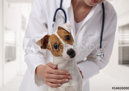 Dog Health Care / Worms