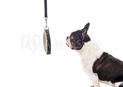 Dog Leash and Collars